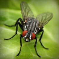 /album/fondazione-dragoncello/photolia-a01-jpg/