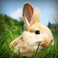 /album/fondazione-dragoncello/photolia-a03-jpg/