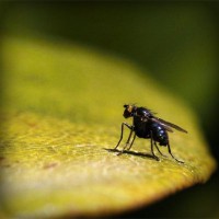 /album/fondazione-dragoncello/photolia-a07-jpg/