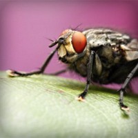 /album/fondazione-dragoncello/photolia-a08-jpg/